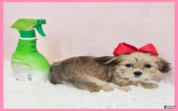 Morkie dogs for sale: Grace - Image 4