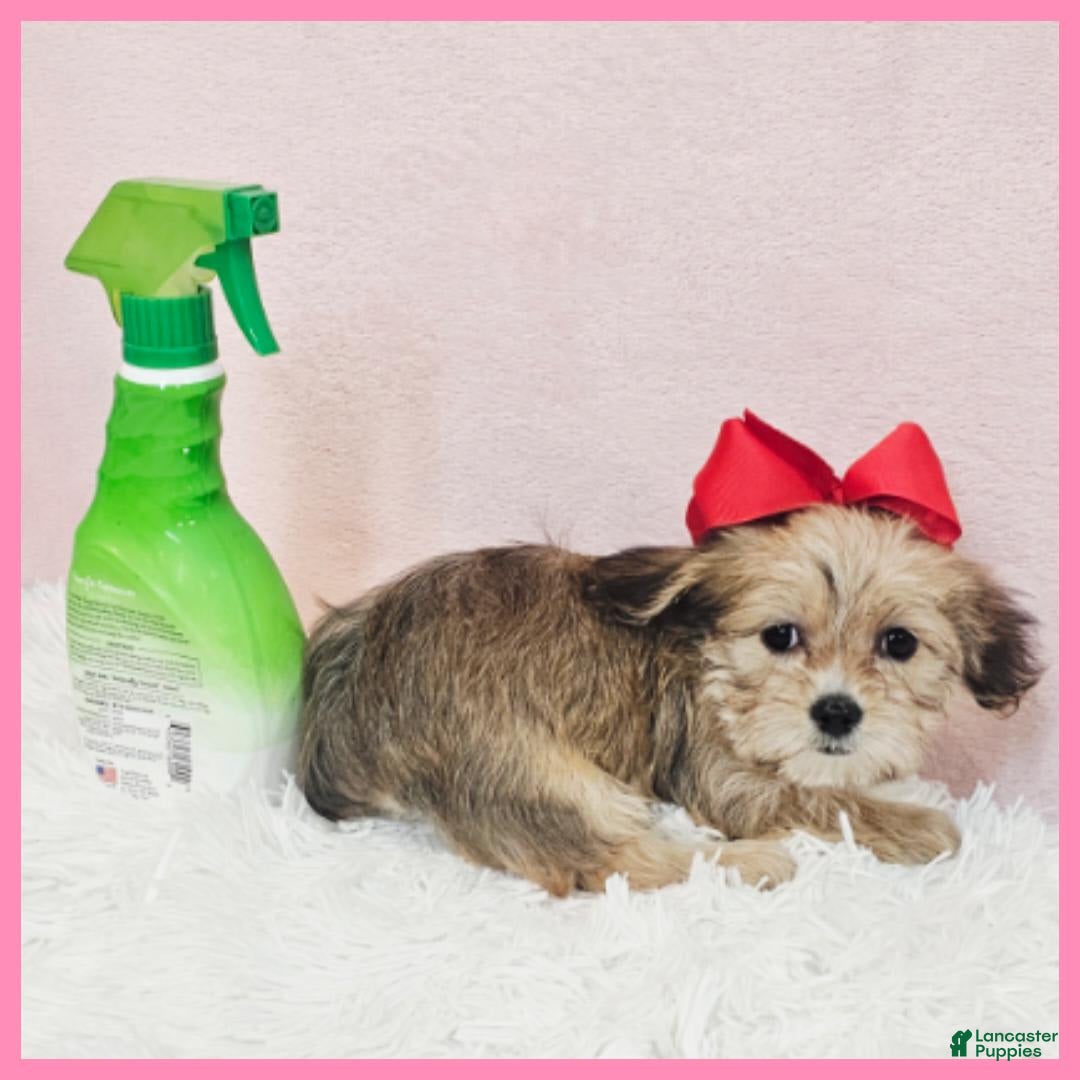 Morkie dogs for sale: Grace - Image 4