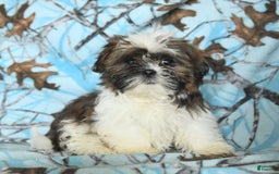 Shih Tzu dogs for sale: Everest - Image 19