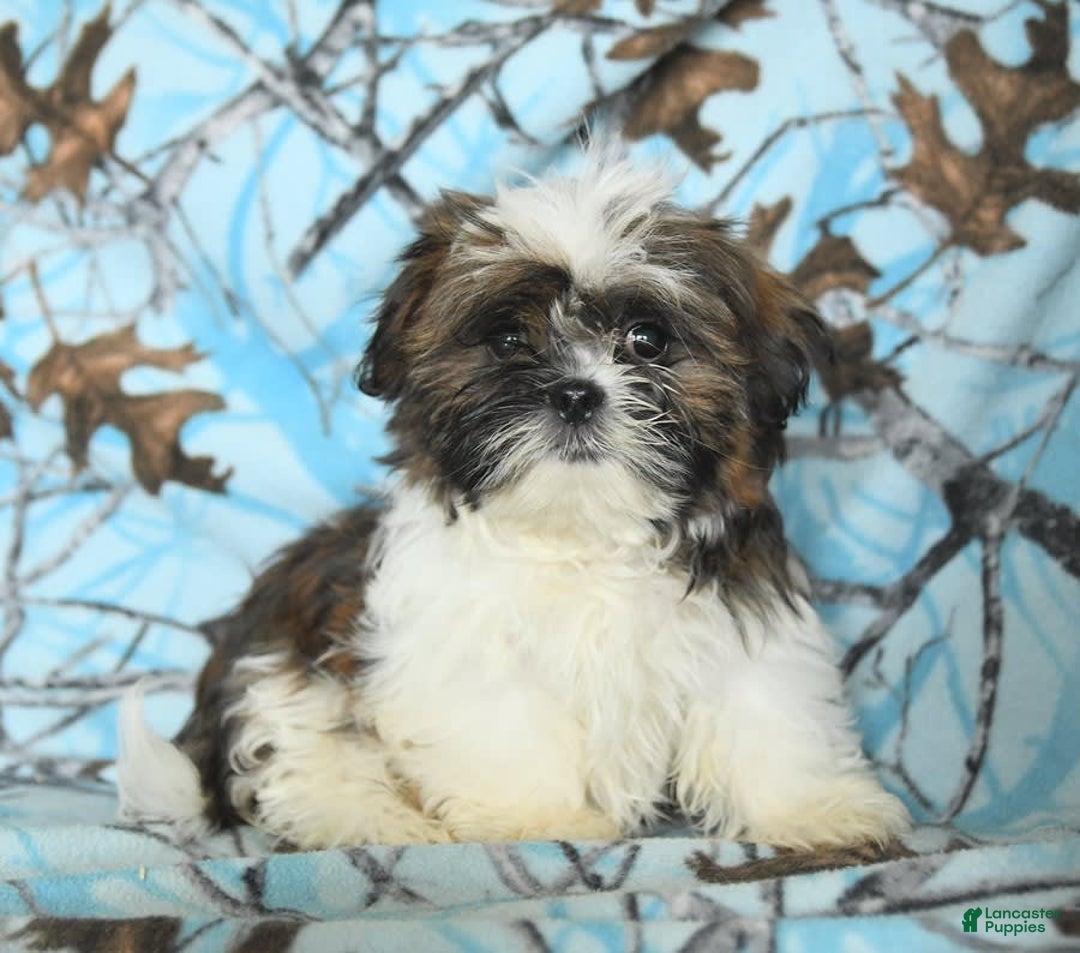 Shih Tzu dogs for sale: Everest - Image 19