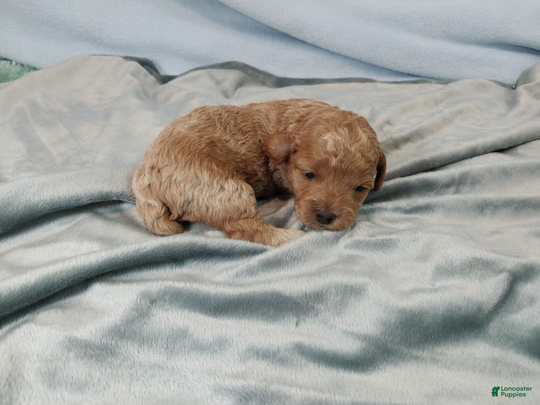 Toy Poodle dogs for sale: Kubby - Image 5