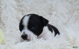 Chihuahua dogs for sale: Neyah - Image 5