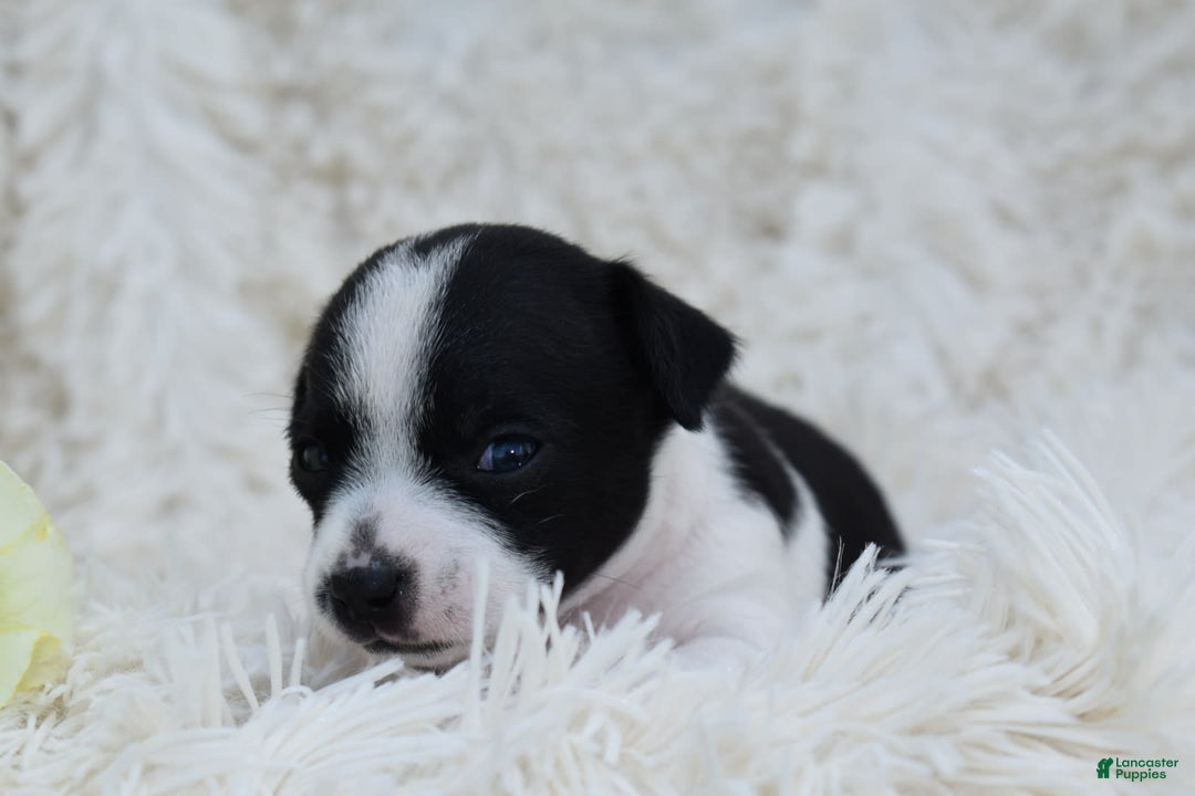 Chihuahua dogs for sale: Neyah - Image 5