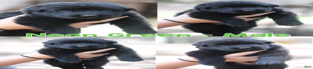 Longhair Neon Green Male solid black