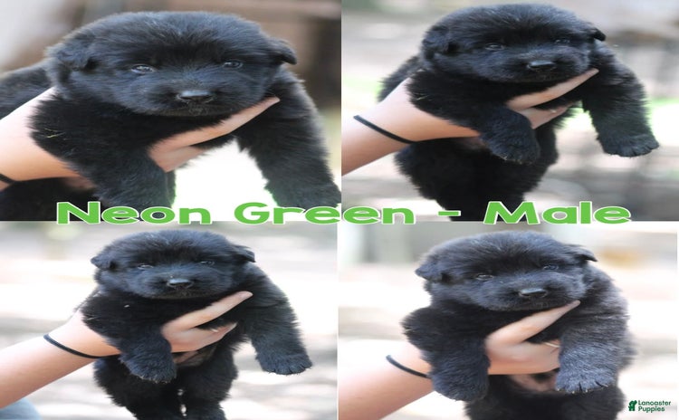 German Shepherd dogs for sale - Ad 2