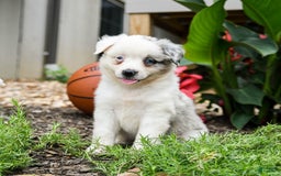 Miniature Australian Shepherd dogs for sale: Domino - Image 5