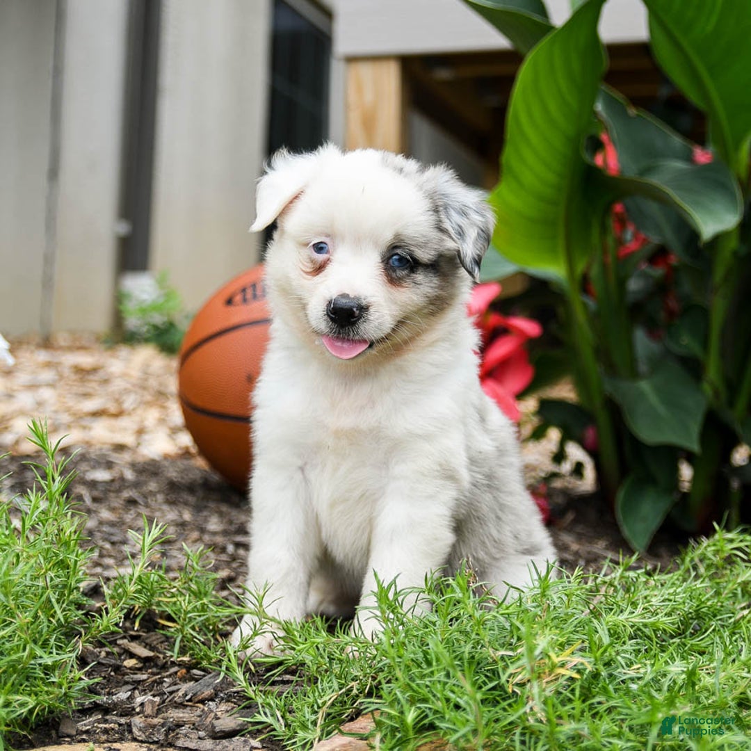 Miniature Australian Shepherd dogs for sale: Domino - Image 5