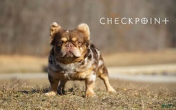 French Bulldog dogs for sale: Lucky - Image 6