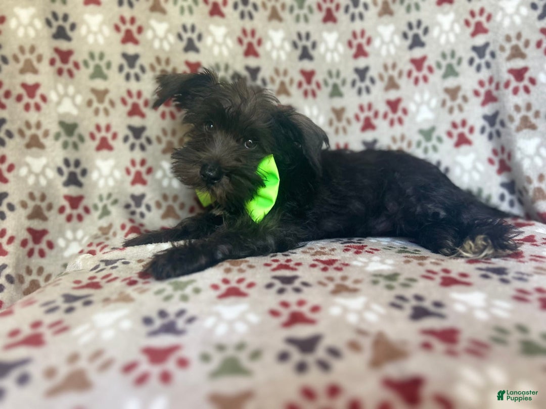 Miniature Schnauzer dogs for sale: Riot - Image 2