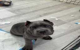 Cane Corso dogs for sale: Deebo - Image 4