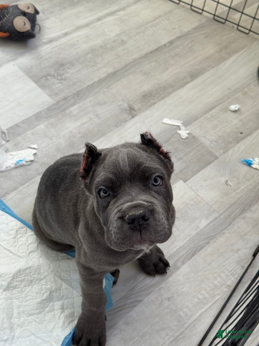 Cane Corso dogs for sale: Deebo - Image 4