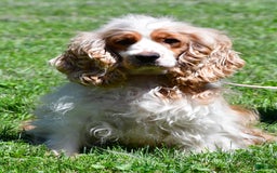 Cocker Spaniel dogs for sale: Pudge - Image 10