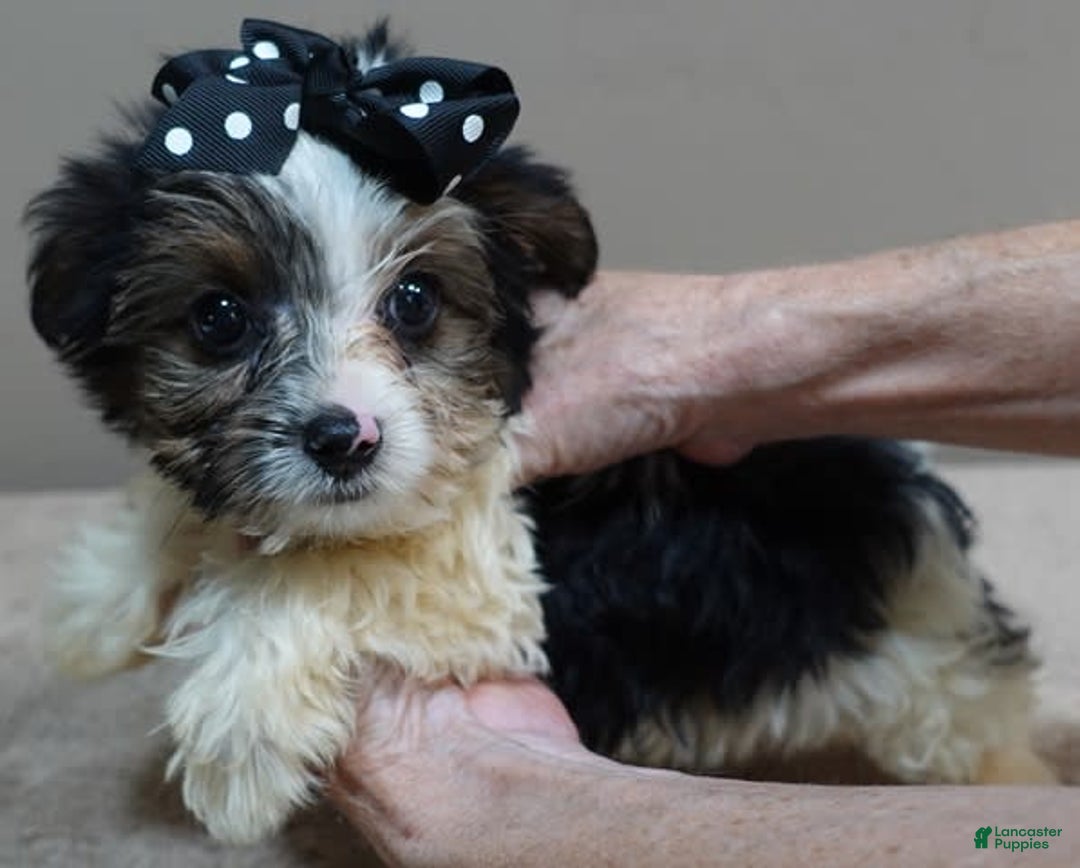 Yorkshire Terrier dogs for sale: Kai parti boy - Image 1