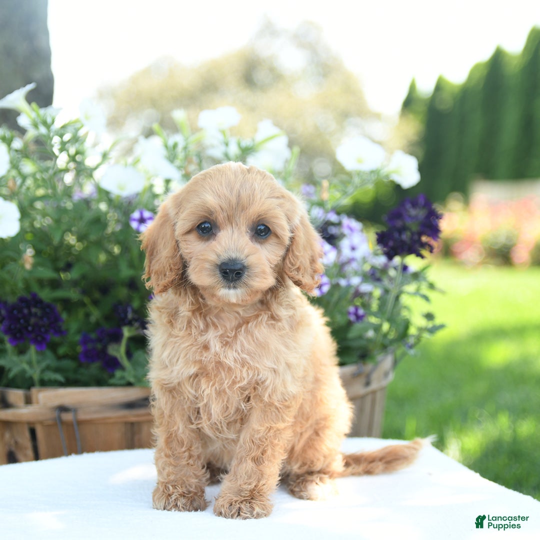 Cavapoo dogs for sale: Scarlet - Image 2