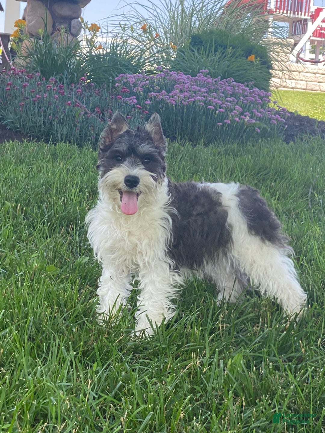 Miniature Schnauzer dogs for sale: Kira - Image 6