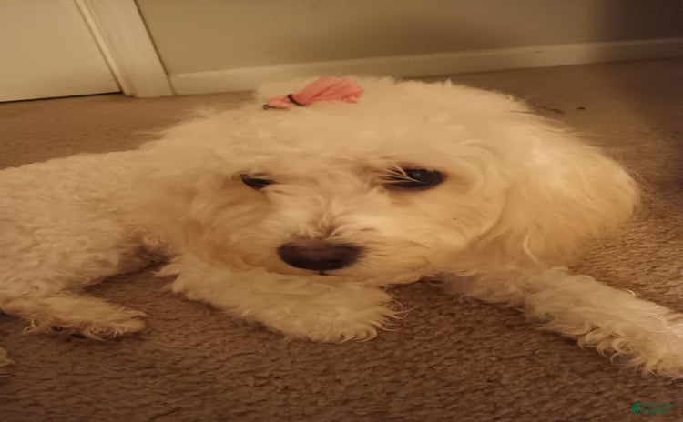 Pudelpointer dogs - Advert 1
