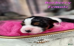 English Springer Spaniel dogs for sale: Burberry - Image 2