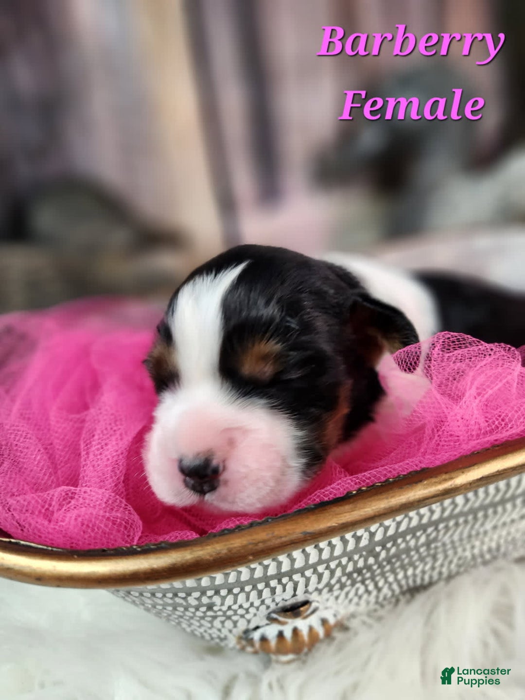 English Springer Spaniel dogs for sale: Burberry - Image 2