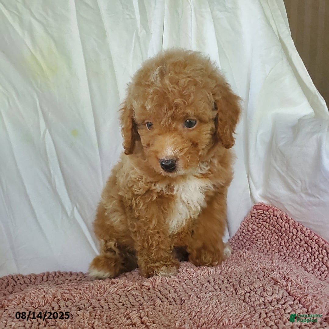 Mini Goldendoodle dogs for sale: Candie - Image 3