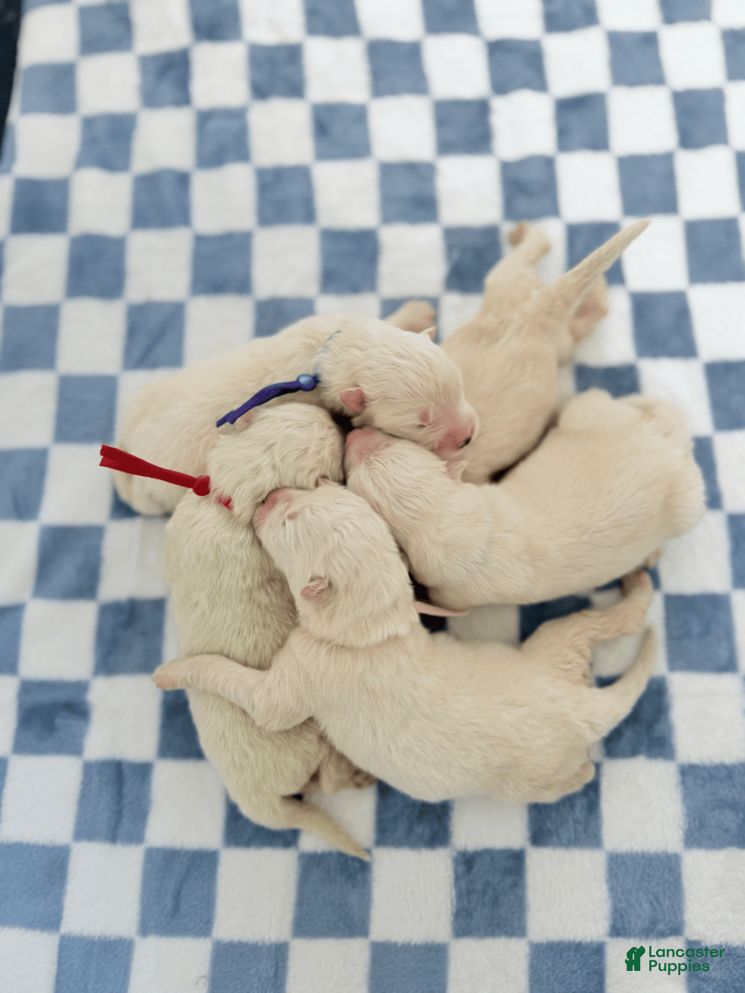 Samoyed dogs for sale: Calli - Image 2
