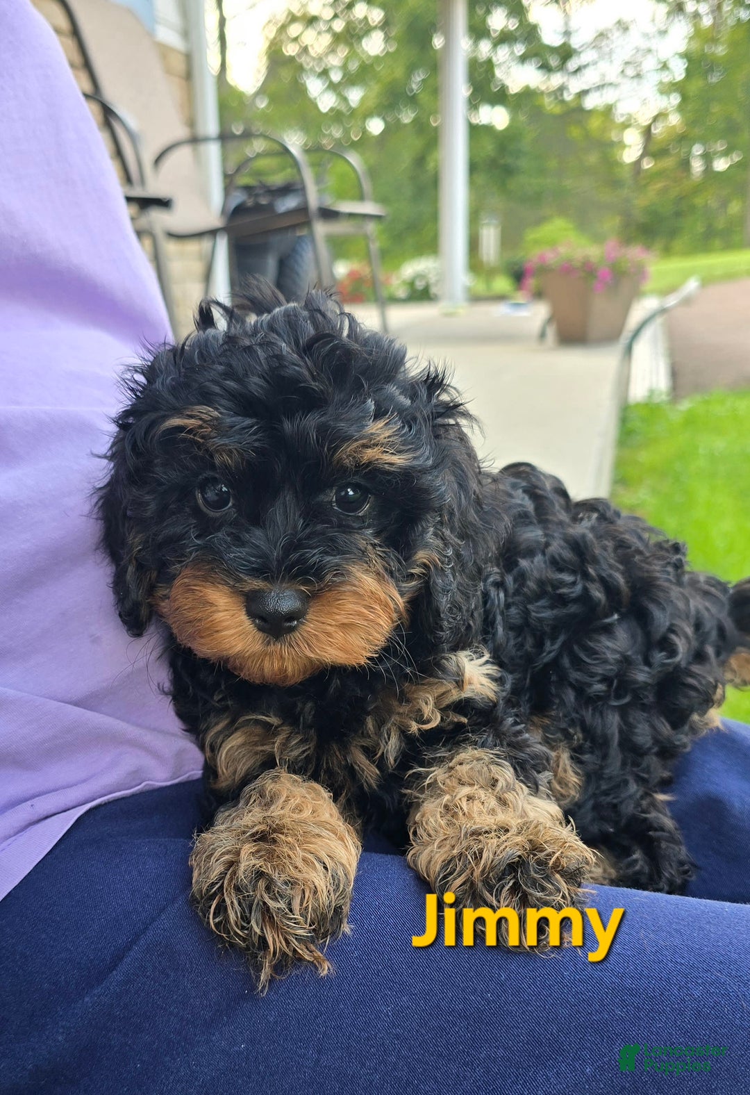 Cavapoo dogs for sale: Jimmy - Image 2