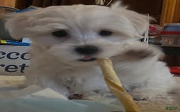 Maltese dogs for sale: Tutie - Image 15