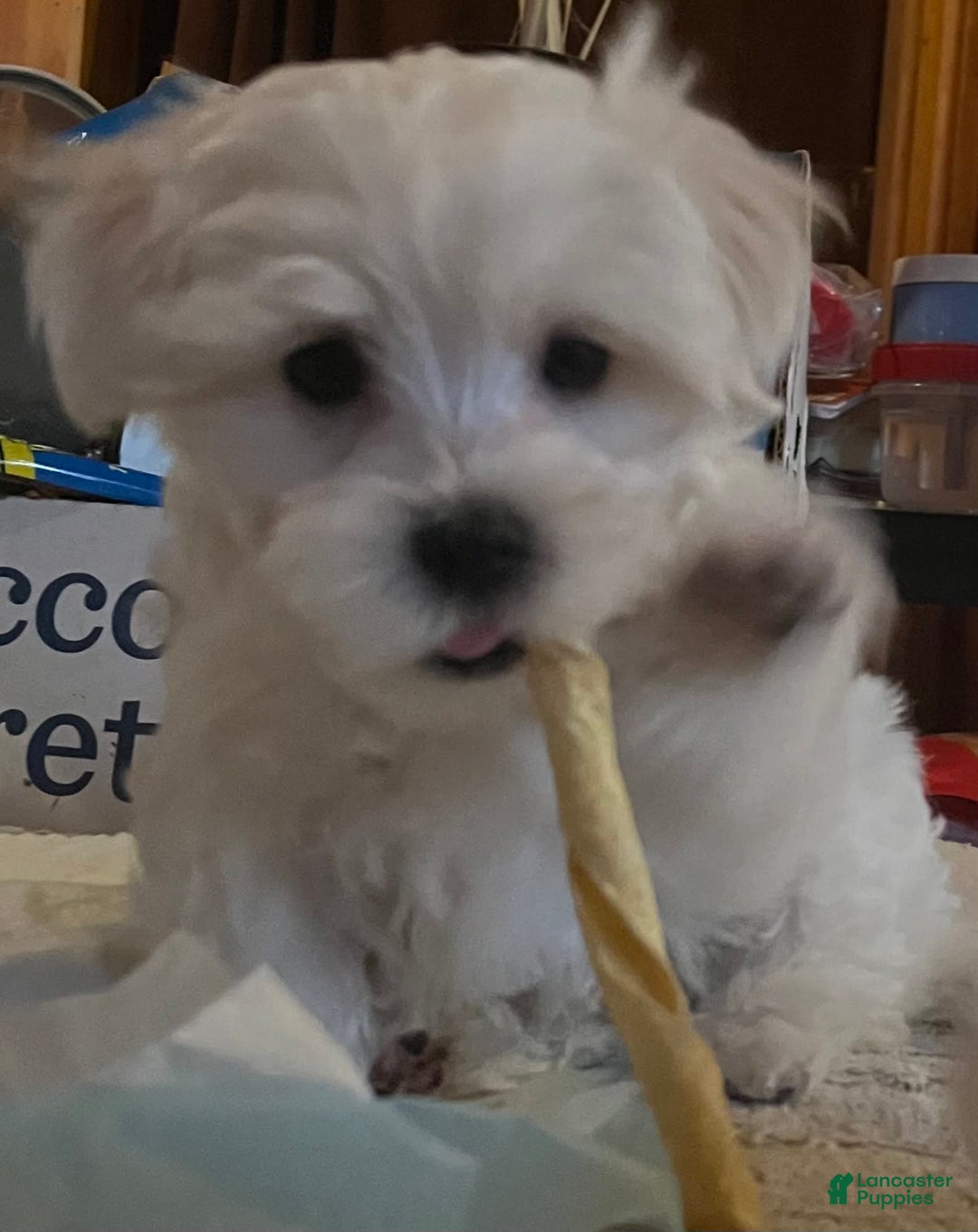 Maltese dogs for sale: Tutie - Image 15