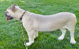 Cane Corso dogs for sale: Georgia - Image 30