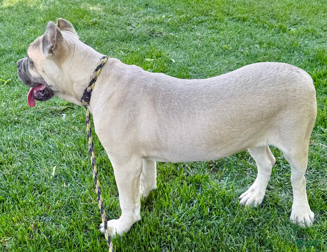 Cane Corso dogs for sale: Georgia - Image 30