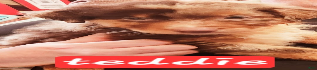 Teddi