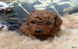 Toy Poodle dogs for sale: Elsy - Image 2
