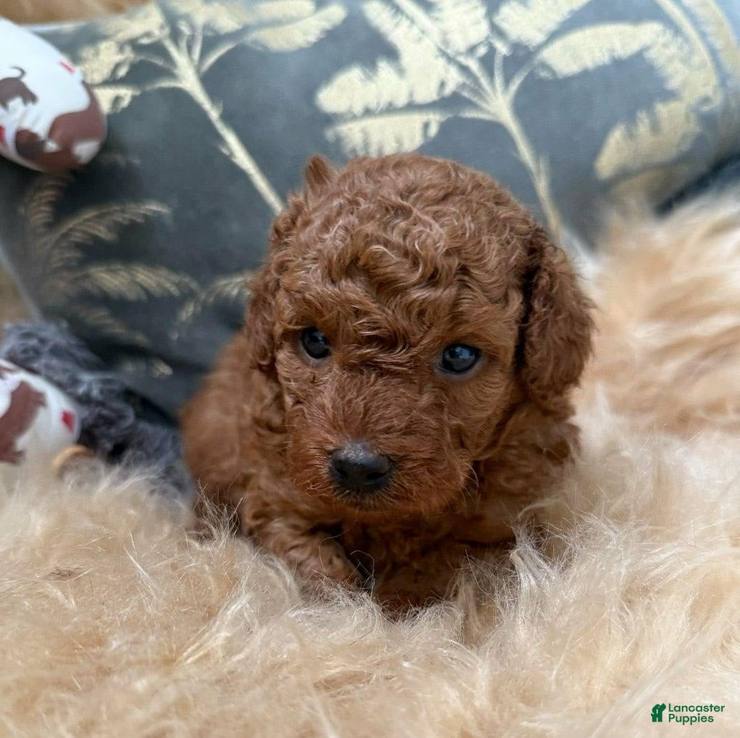 Toy Poodle dogs for sale: Elsy - Image 2