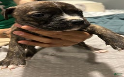 Mountain Cur dogs for sale: Luna - Image 1
