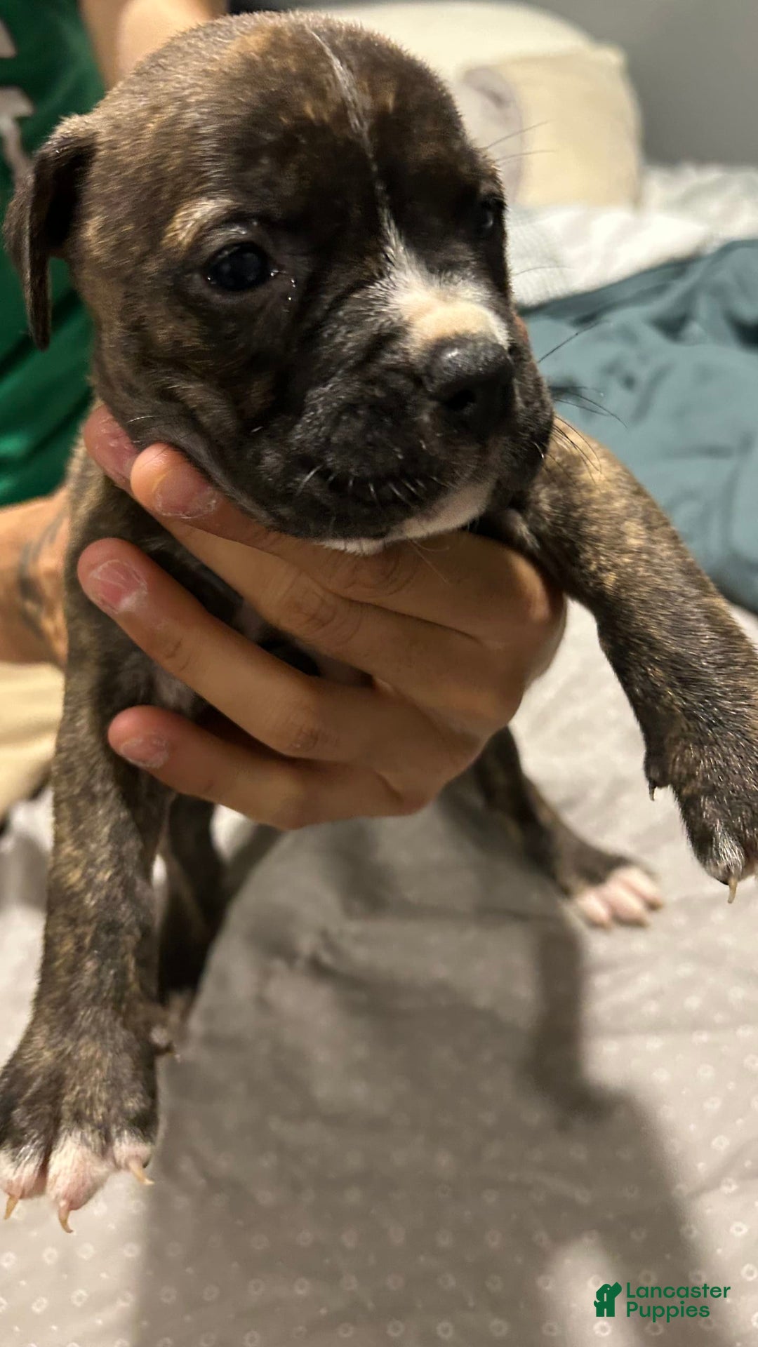 Mountain Cur dogs for sale: Luna - Image 1