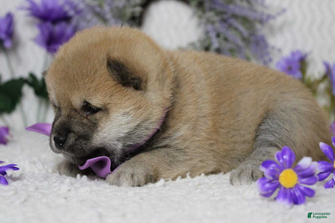 Shiba Inu dogs for sale: Larry - Image 65