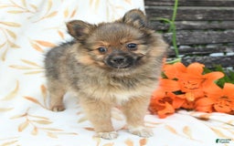 Pomeranian dogs for sale: Jill - Image 7
