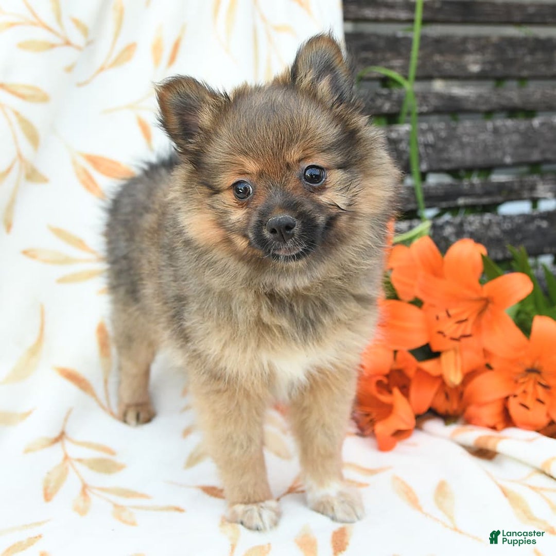 Pomeranian dogs for sale: Jill - Image 7