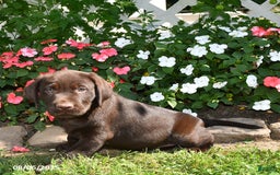 Labrador Retriever dogs for sale: Labrador Retriever 9 puppies - Image 35