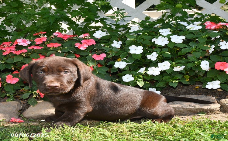 Labrador Retriever dogs for sale - Ad 4