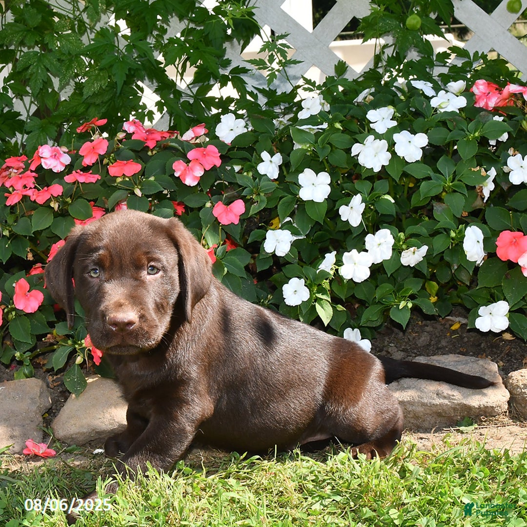 Labrador Retriever dogs for sale: Labrador Retriever 9 puppies - Image 35
