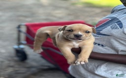 American Bully dogs for sale: Coco Jr - Image 3