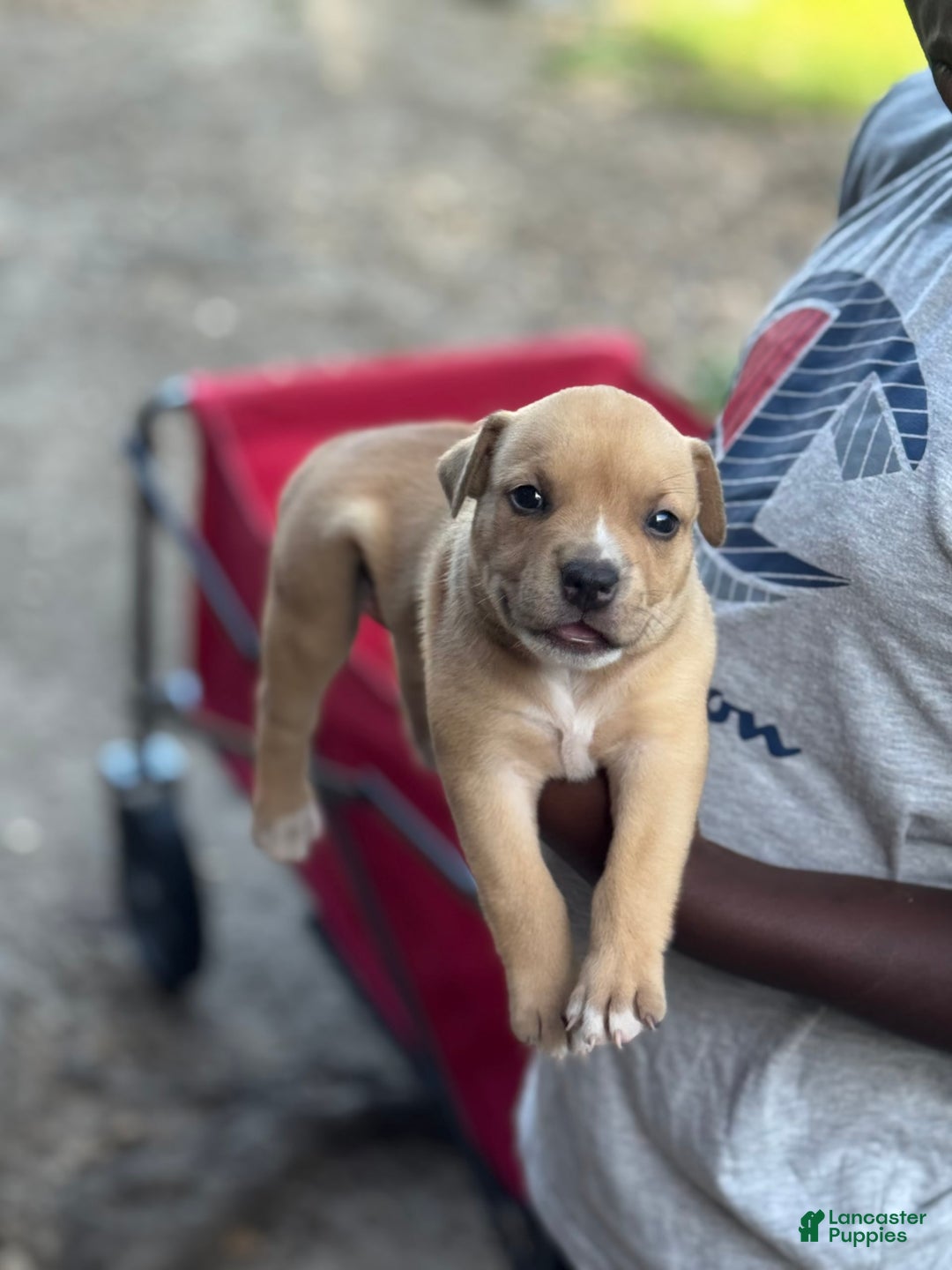 American Bully dogs for sale: Coco Jr - Image 3
