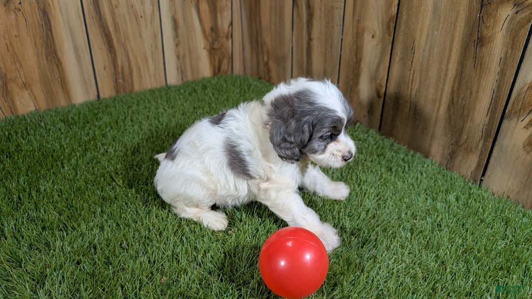 Cavapoo dogs for sale: Bertha Girl 2 - Image 1