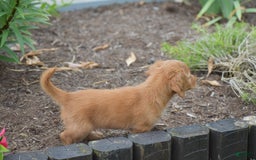 Miniature Dachshund dogs for sale: Teddy - Image 3
