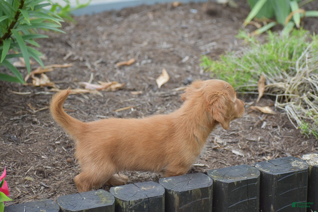 Miniature Dachshund dogs for sale: Teddy - Image 3