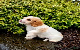 Cavapoo dogs for sale: Riley - Image 3