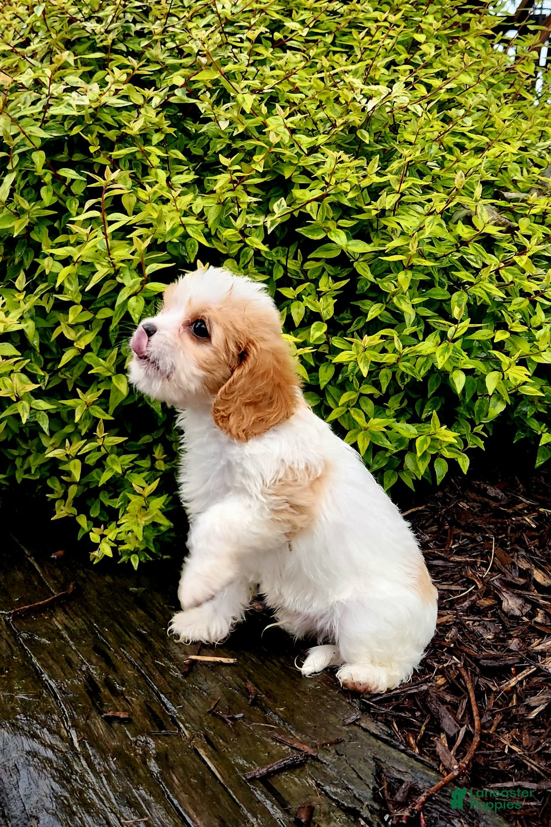 Cavapoo dogs for sale: Riley - Image 3