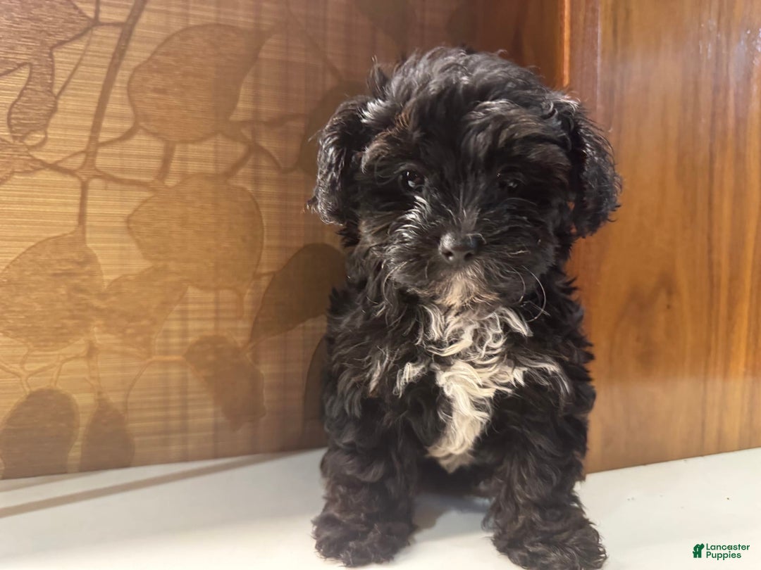 Yorkiepoo dogs for sale: Moli - Image 3