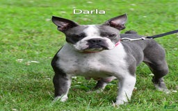 Frenchton dogs for sale: Baxter - Image 8