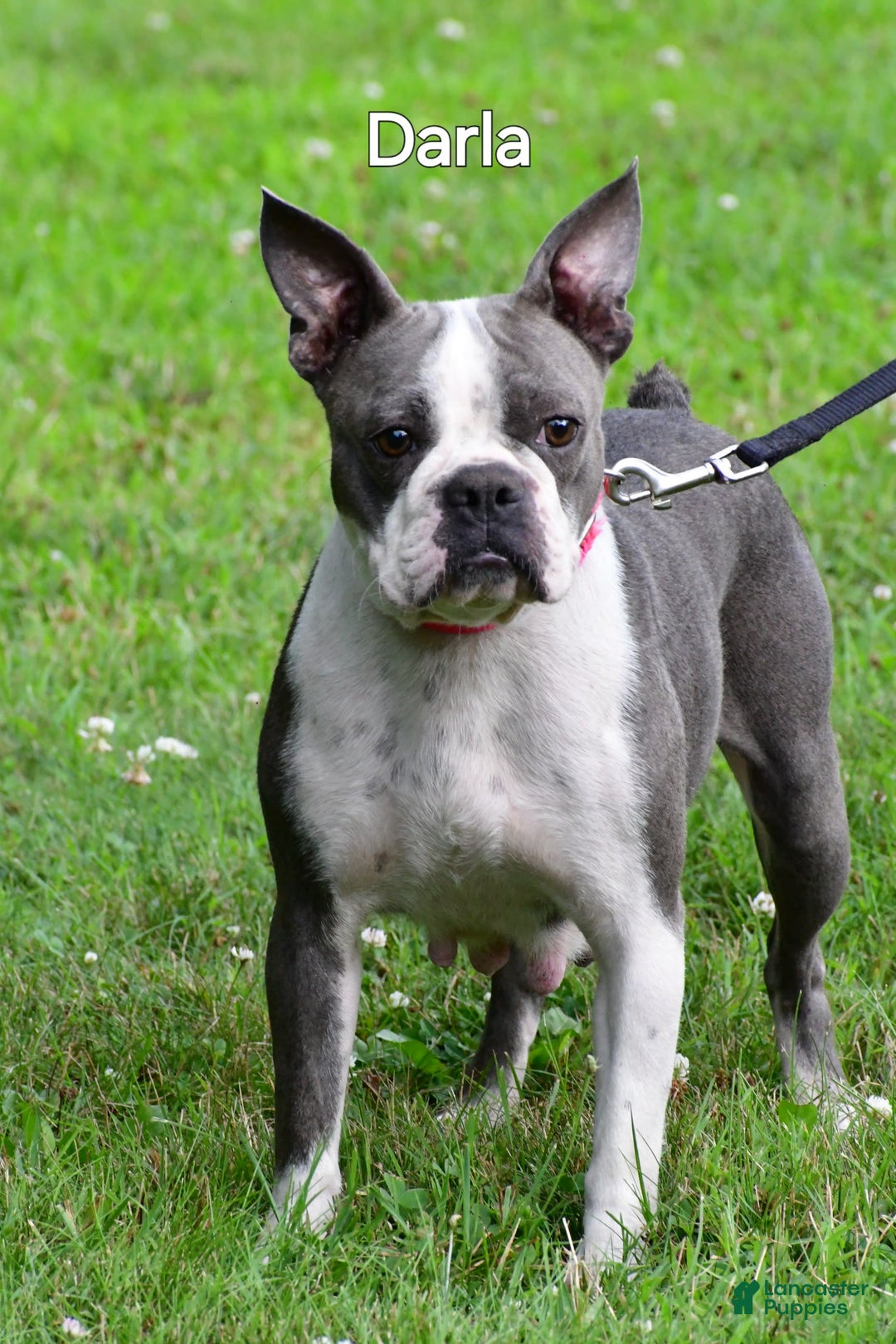 Frenchton dogs for sale: Baxter - Image 8
